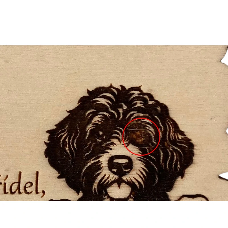 Magnetka - portugalský vodní pes - II.jakost